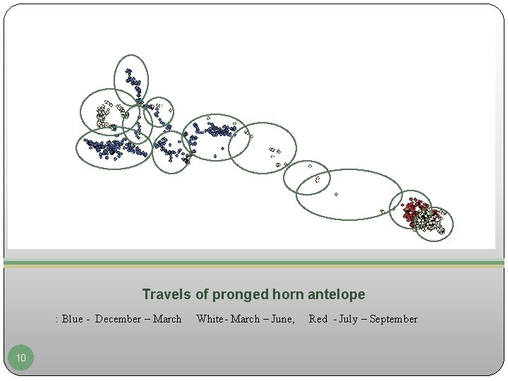 Travels of pronged horn antelope : Blue - December – March 10 White- March