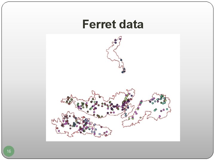 Ferret data 16 