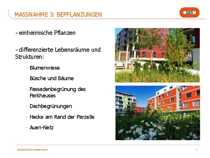 MASSNAHME 3: BEPFLANZUNGEN - einheimische Pflanzen - differenzierte Lebensräume und Strukturen: - Blumenwiese -