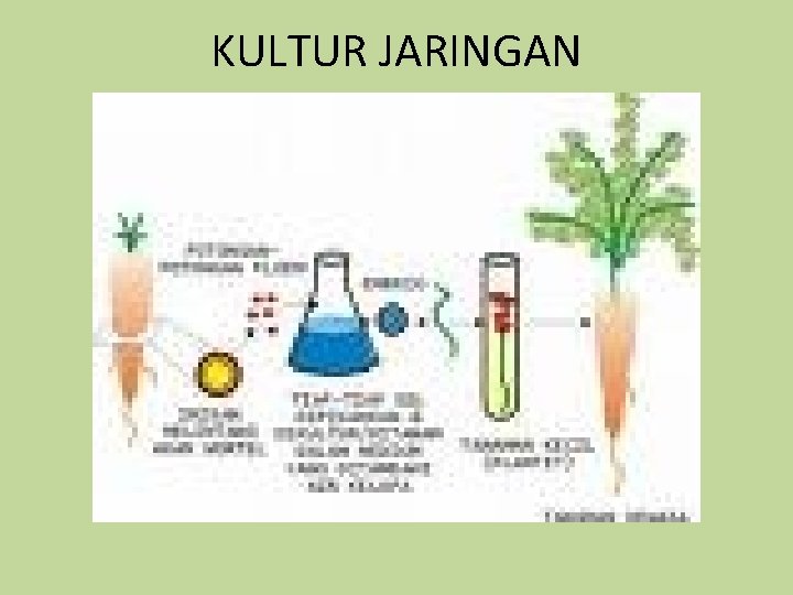 KULTUR JARINGAN 