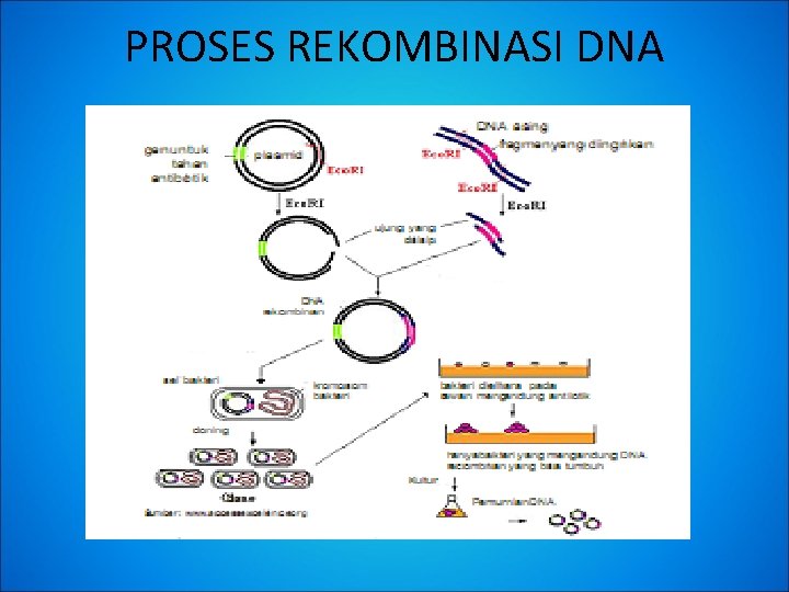 PROSES REKOMBINASI DNA 