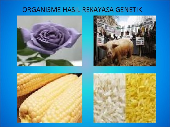 ORGANISME HASIL REKAYASA GENETIK 