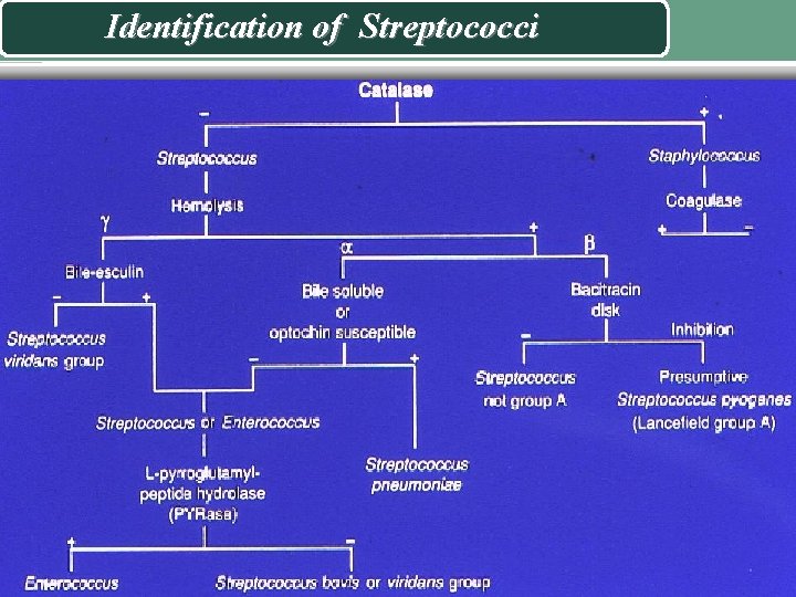 Identification of Streptococci Mohammed laqqan 