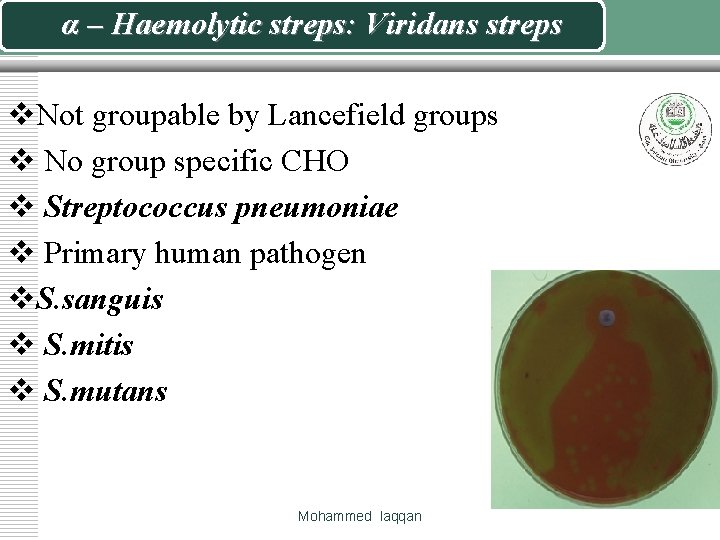 α – Haemolytic streps: Viridans streps v. Not groupable by Lancefield groups v No