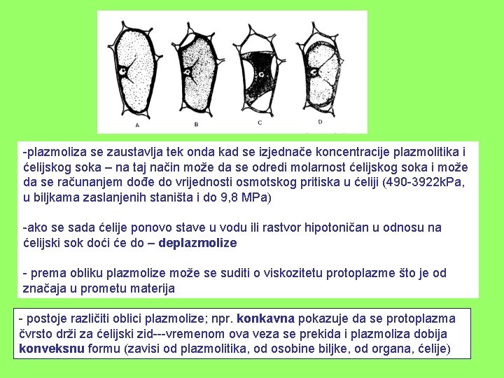 -plazmoliza se zaustavlja tek onda kad se izjednače koncentracije plazmolitika i ćelijskog soka –