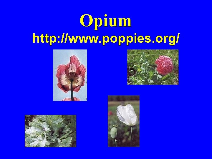 Opium http: //www. poppies. org/ 