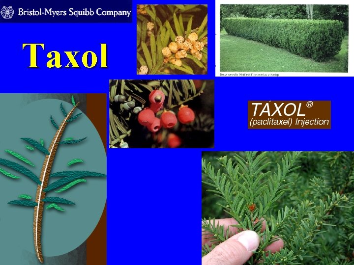 Taxol 