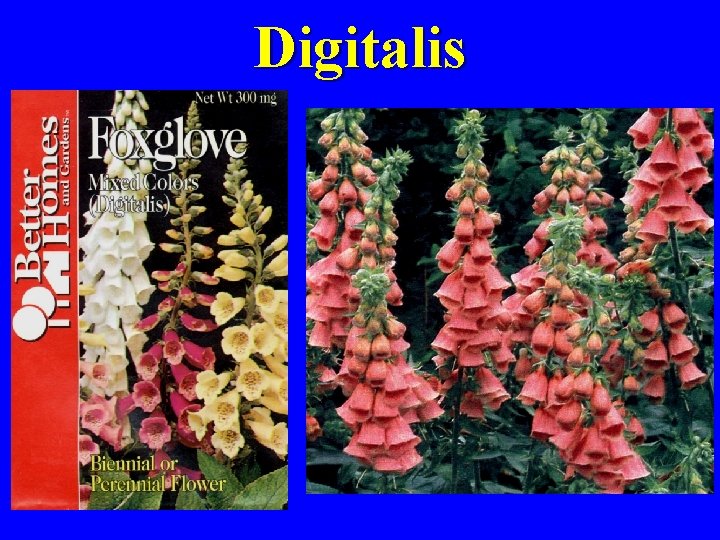 Digitalis 
