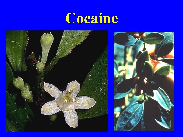 Cocaine 