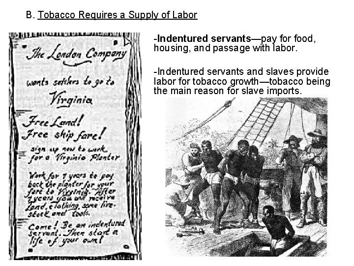 B. Tobacco Requires a Supply of Labor -Indentured servants—pay for food, housing, and passage