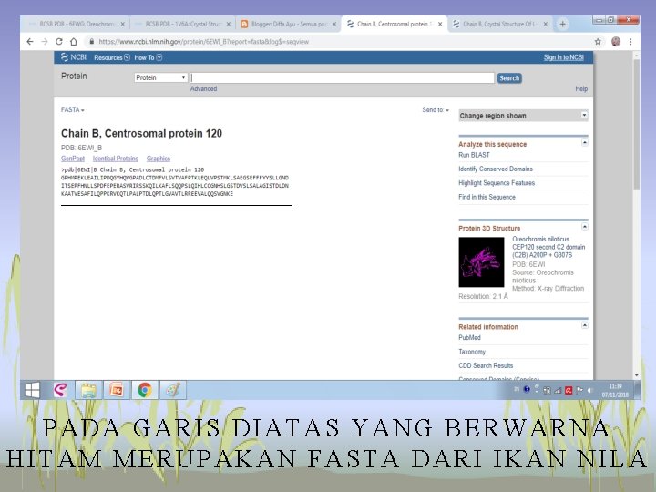 PADA GARIS DIATAS YANG BERWARNA HITAM MERUPAKAN FASTA DARI IKAN NILA 