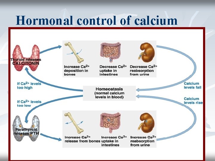 Hormonal control of calcium 