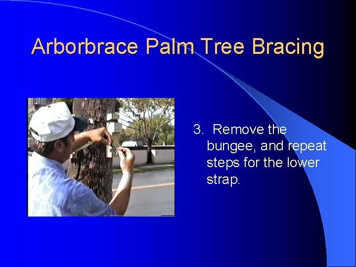 Arborbrace Palm Tree Bracing 3. Remove the bungee, and repeat steps for the lower