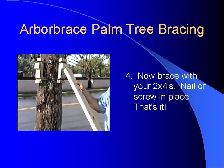 Arborbrace Palm Tree Bracing 4. Now brace with your 2 x 4's. Nail or