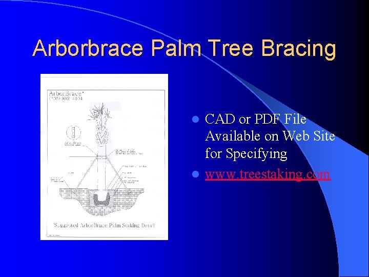 Arborbrace Palm Tree Bracing CAD or PDF File Available on Web Site for Specifying