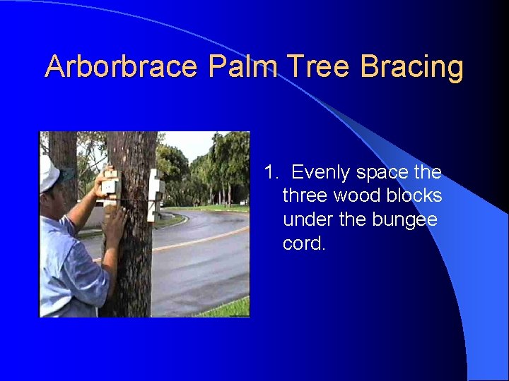 Arborbrace Palm Tree Bracing 1. Evenly space three wood blocks under the bungee cord.