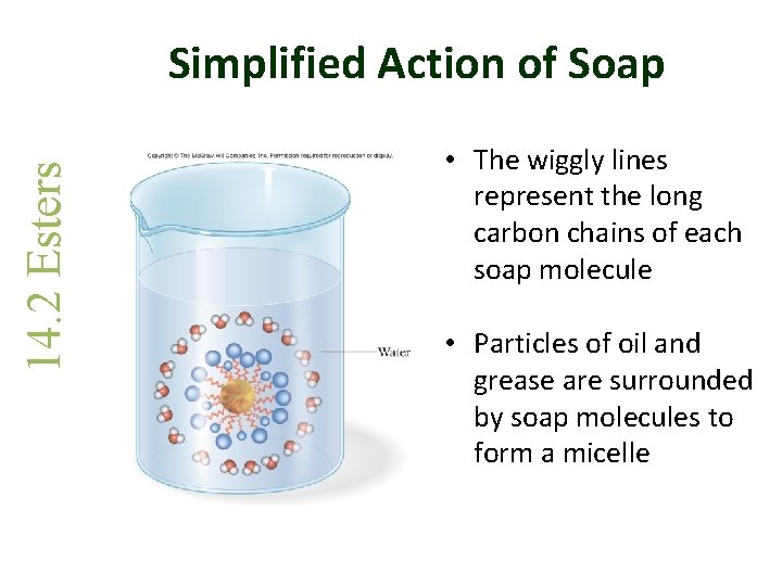 14. 2 Esters Simplified Action of Soap • The wiggly lines represent the long