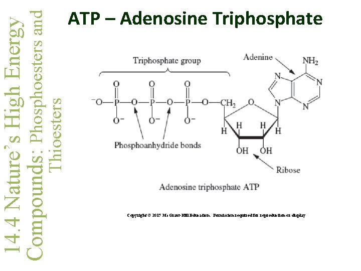 Thioesters 14. 4 Nature’s High Energy Compounds: Phosphoesters and ATP – Adenosine Triphosphate Copyright