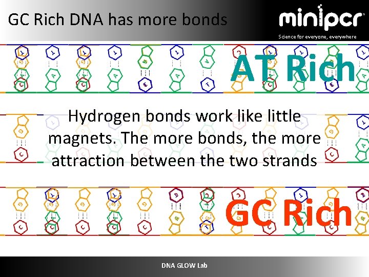 GC Rich DNA has more bonds Science for everyone, everywhere AT Rich Hydrogen bonds