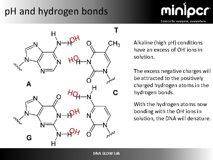 p. H and hydrogen bonds Science for everyone, everywhere OH Alkaline (high p. H)