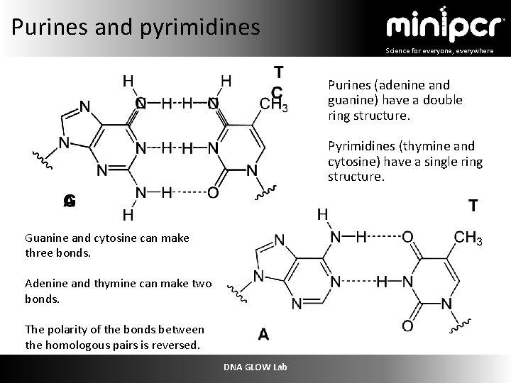 Purines and pyrimidines Science for everyone, everywhere Purines (adenine and guanine) have a double