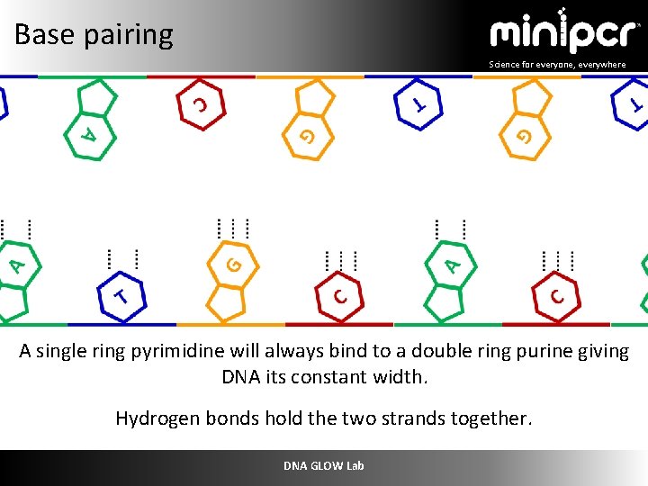 Base pairing Science for everyone, everywhere A single ring pyrimidine will always bind to