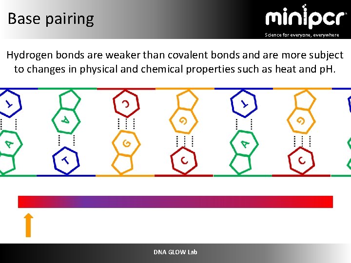 Base pairing Science for everyone, everywhere Hydrogen bonds are weaker than covalent bonds and