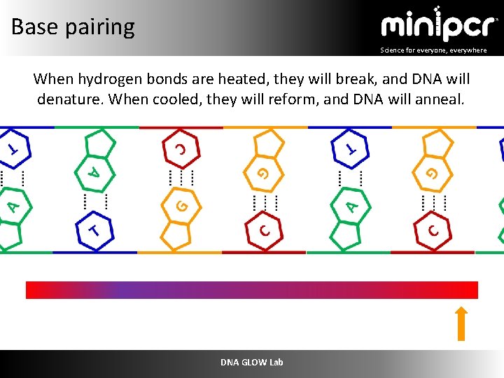 Base pairing Science for everyone, everywhere When hydrogen bonds are heated, they will break,