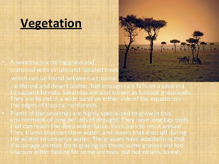 Vegetation • A savanna is a rolling grassland scattered with shrubs and isolated trees,