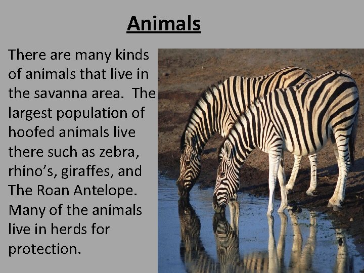 Animals • There are many kinds of animals that live in the savanna area.