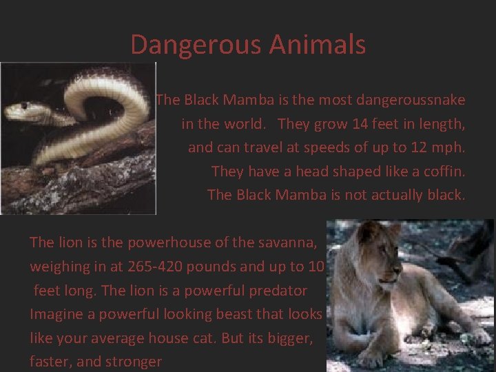 Dangerous Animals The Black Mamba is the most dangeroussnake in the world. They grow