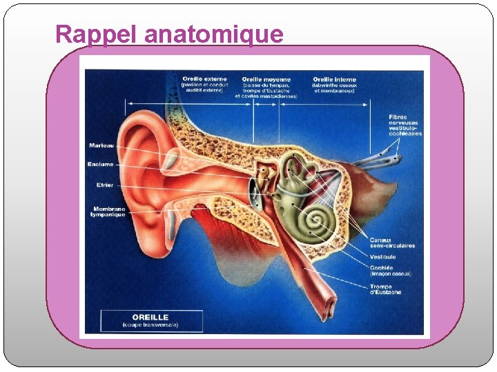 Rappel anatomique 