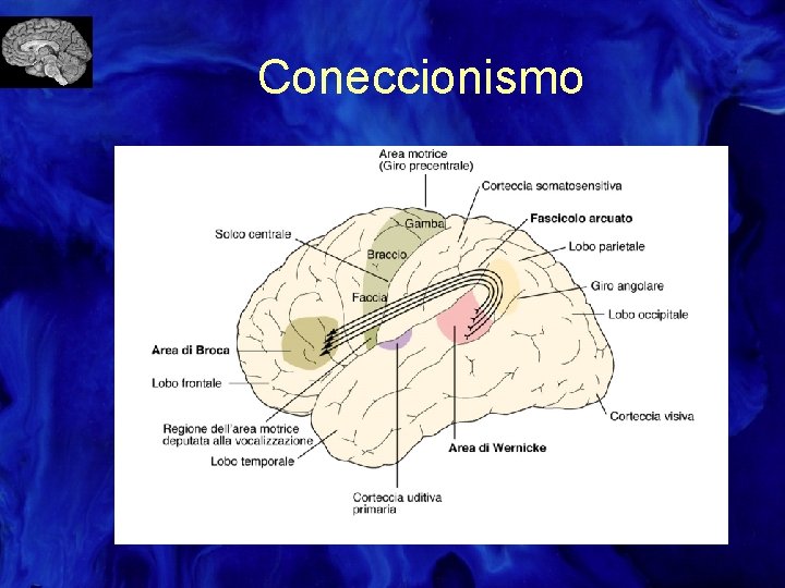 Coneccionismo 