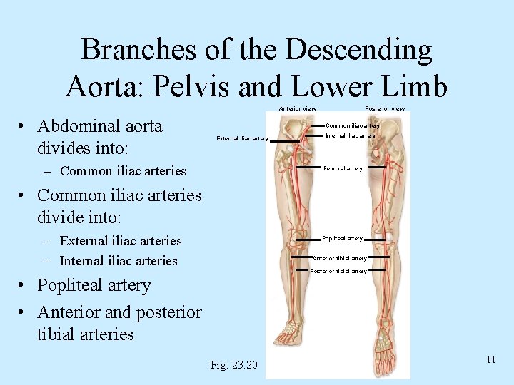 Branches of the Descending Aorta: Pelvis and Lower Limb Anterior view • Abdominal aorta Branches of the Descending Aorta: Pelvis and Lower Limb Anterior view • Abdominal aorta