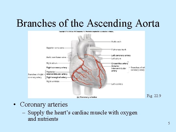 Branches of the Ascending Aorta Fig. 22. 9 • Coronary arteries – Supply the Branches of the Ascending Aorta Fig. 22. 9 • Coronary arteries – Supply the