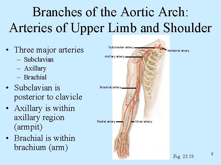 Branches of the Aortic Arch: Arteries of Upper Limb and Shoulder • Three major Branches of the Aortic Arch: Arteries of Upper Limb and Shoulder • Three major