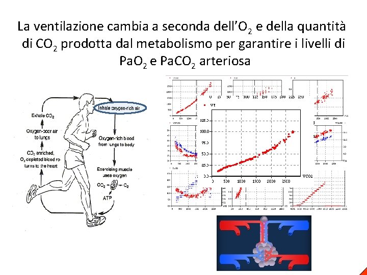 La ventilazione cambia a seconda dell’O 2 e della quantità di CO 2 prodotta