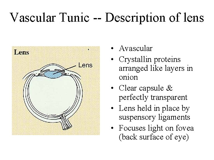 Vascular Tunic -- Description of lens • Avascular • Crystallin proteins arranged like layers
