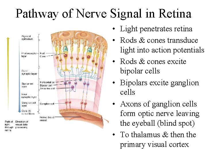 Pathway of Nerve Signal in Retina • Light penetrates retina • Rods & cones