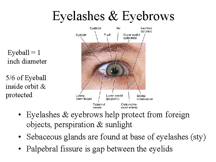 Eyelashes & Eyebrows Eyeball = 1 inch diameter 5/6 of Eyeball inside orbit &
