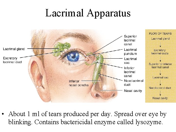 Lacrimal Apparatus • About 1 ml of tears produced per day. Spread over eye