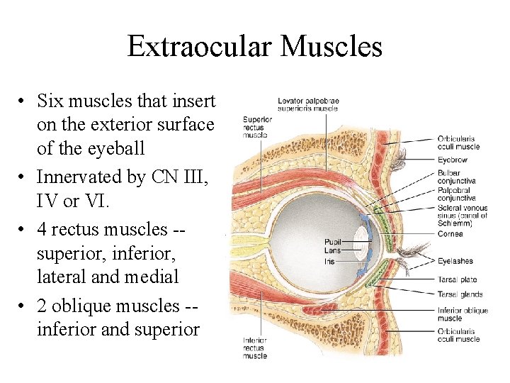 Extraocular Muscles • Six muscles that insert on the exterior surface of the eyeball