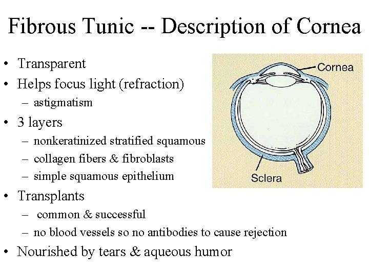 Fibrous Tunic -- Description of Cornea • Transparent • Helps focus light (refraction) –