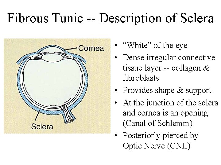 Fibrous Tunic -- Description of Sclera • “White” of the eye • Dense irregular