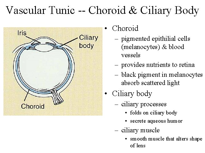 Vascular Tunic -- Choroid & Ciliary Body • Choroid – pigmented epithilial cells (melanocytes)