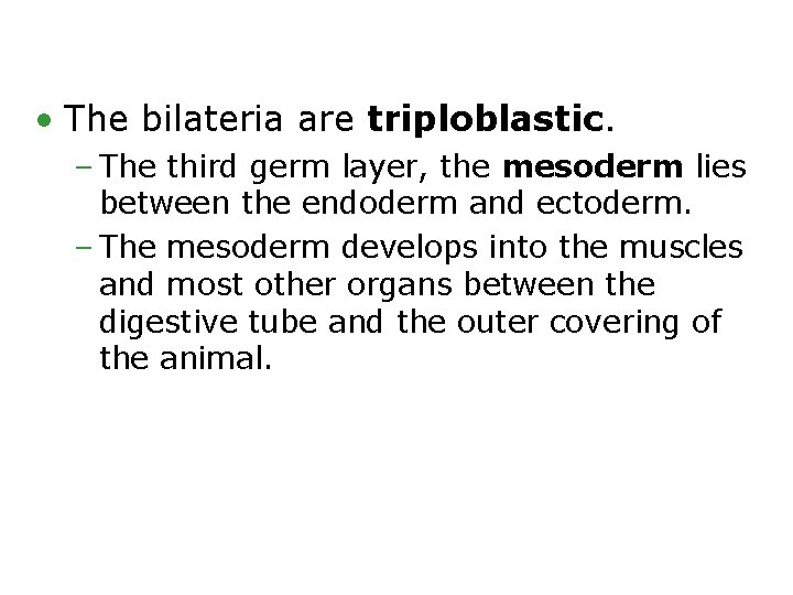  • The bilateria are triploblastic. – The third germ layer, the mesoderm lies