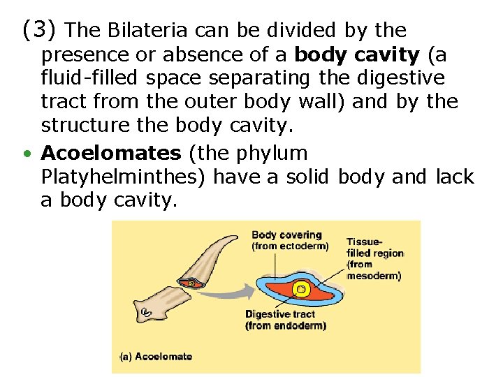 (3) The Bilateria can be divided by the presence or absence of a body