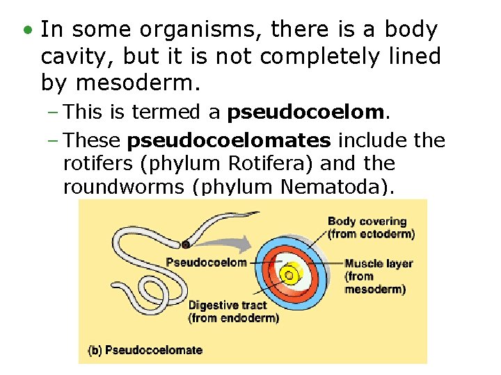  • In some organisms, there is a body cavity, but it is not