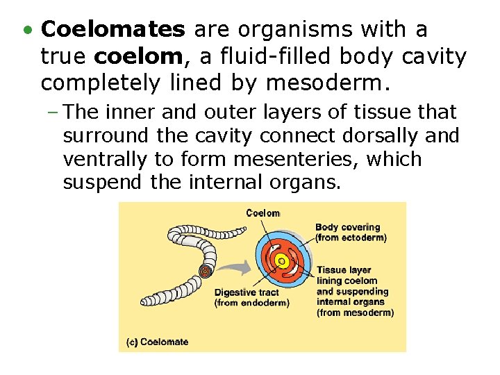  • Coelomates are organisms with a true coelom, a fluid-filled body cavity completely