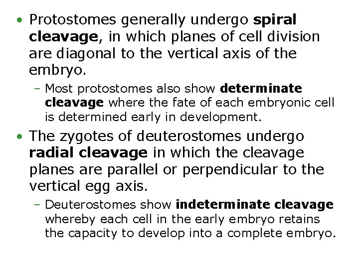  • Protostomes generally undergo spiral cleavage, in which planes of cell division are